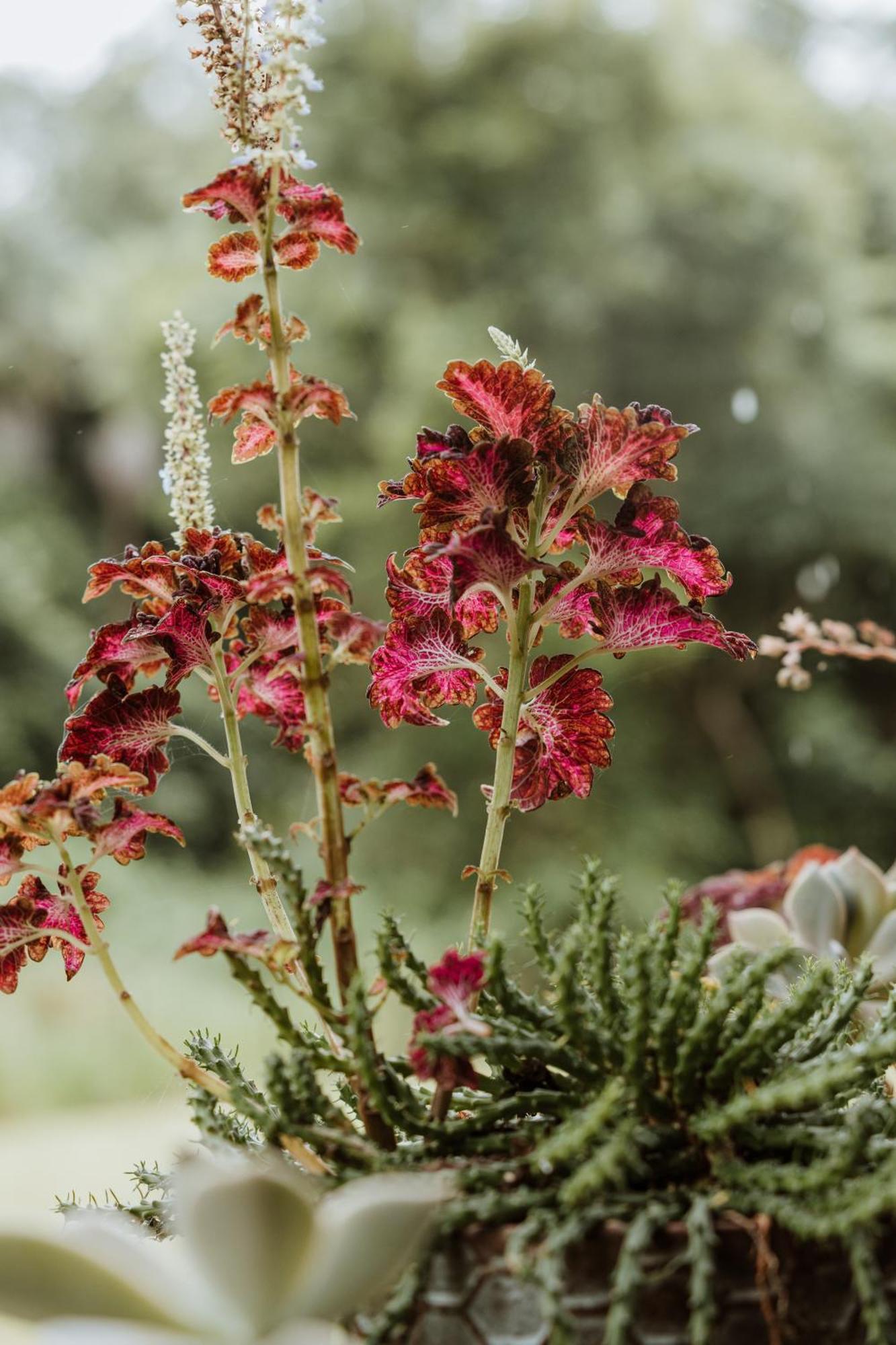 Blackwattle Farm بيرواه الغرفة الصورة